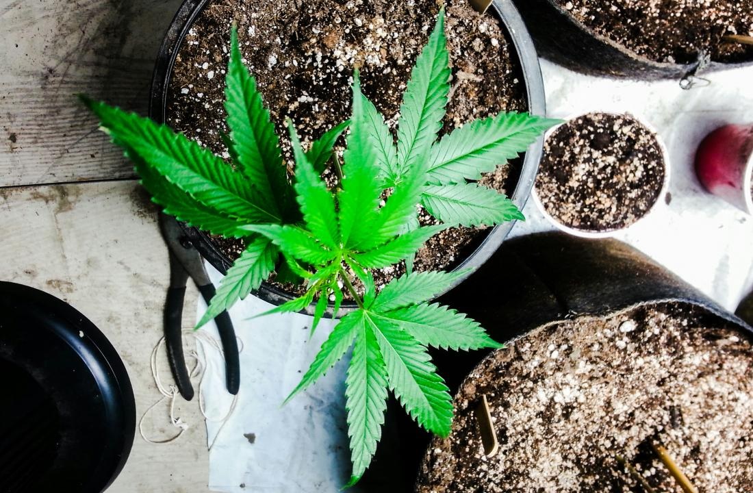 Effects of Marijuana For Sleeping